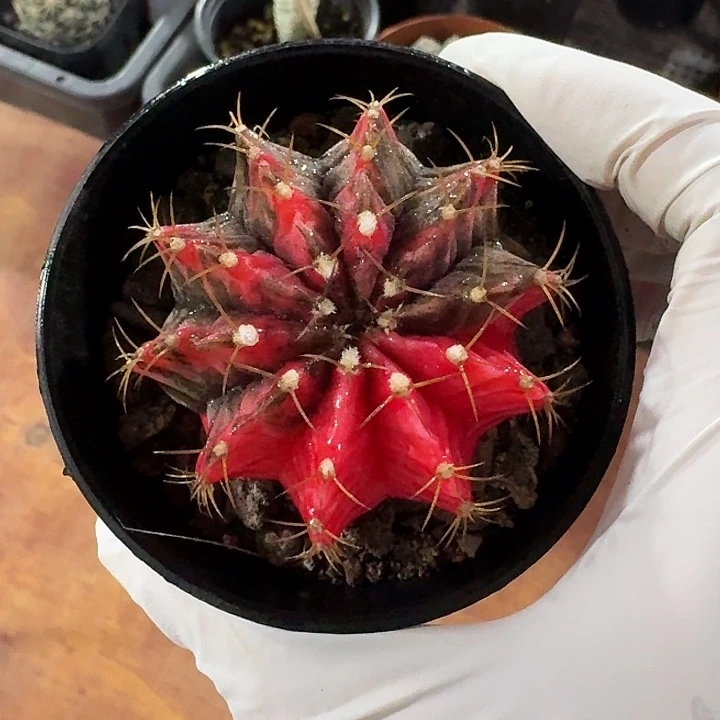 泡*༒肋骨牡丹锦大仙人球123