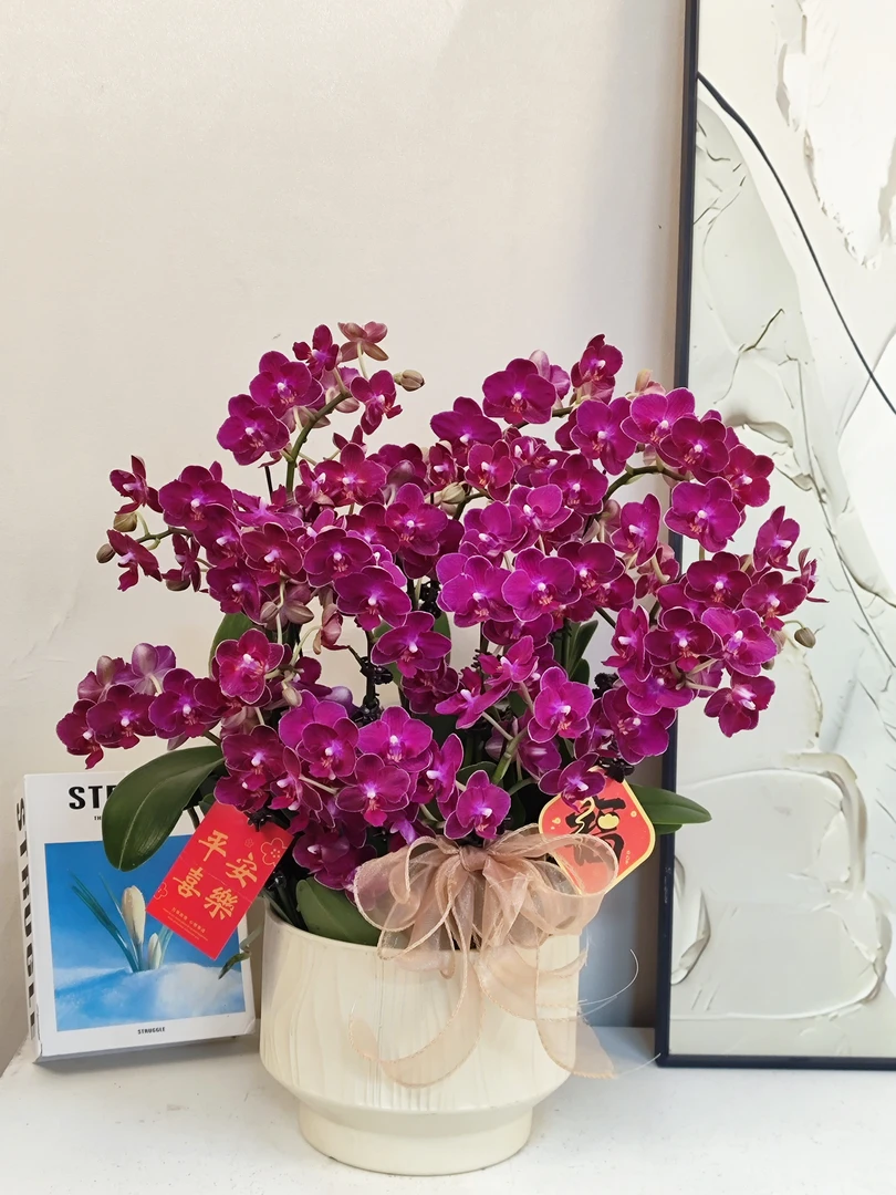 蝴蝶兰【甜心公主】真花 秋冬耐寒花卉 四季开花 多样性发货