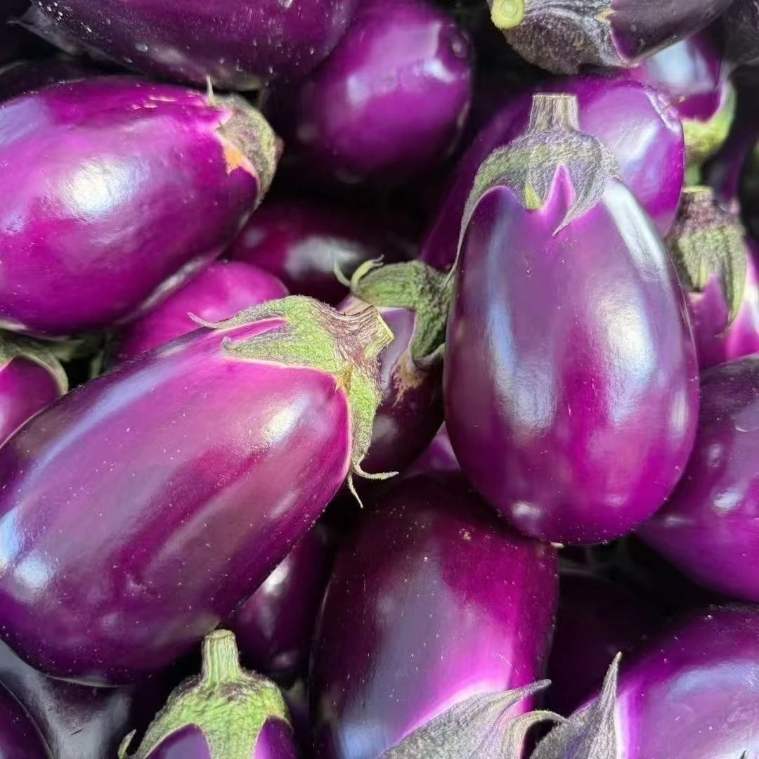 【灯泡茄】新鲜云南紫皮茄子紫色软糯时令蔬菜圆茄子紫光优质圆茄
