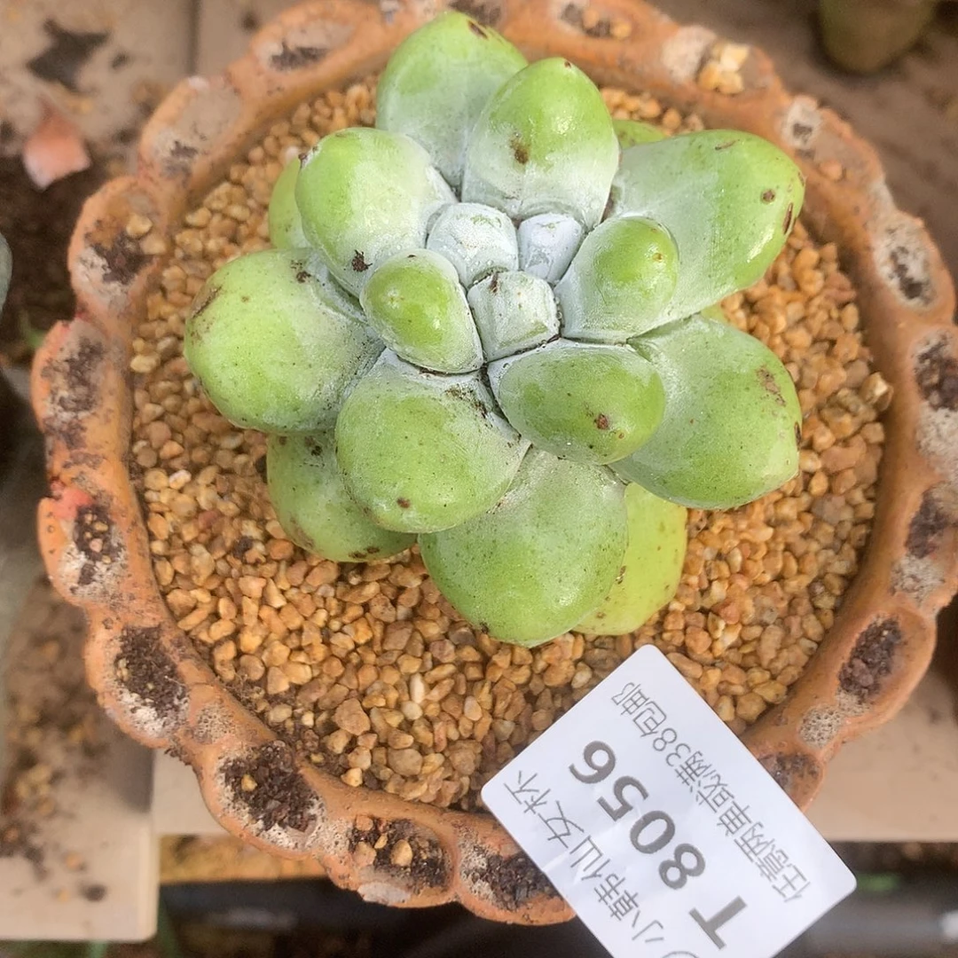 8056花朵脸拇指仙女杯