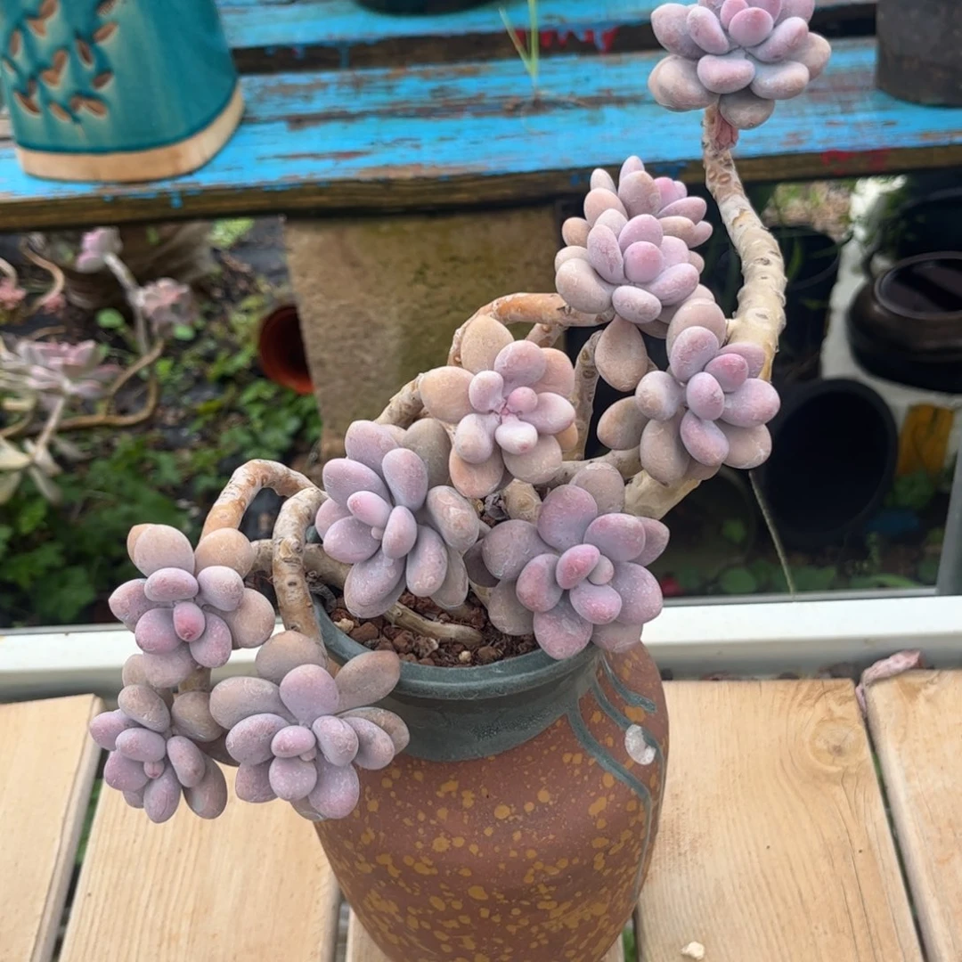 新疆西藏内蒙不包邮，桃蛋