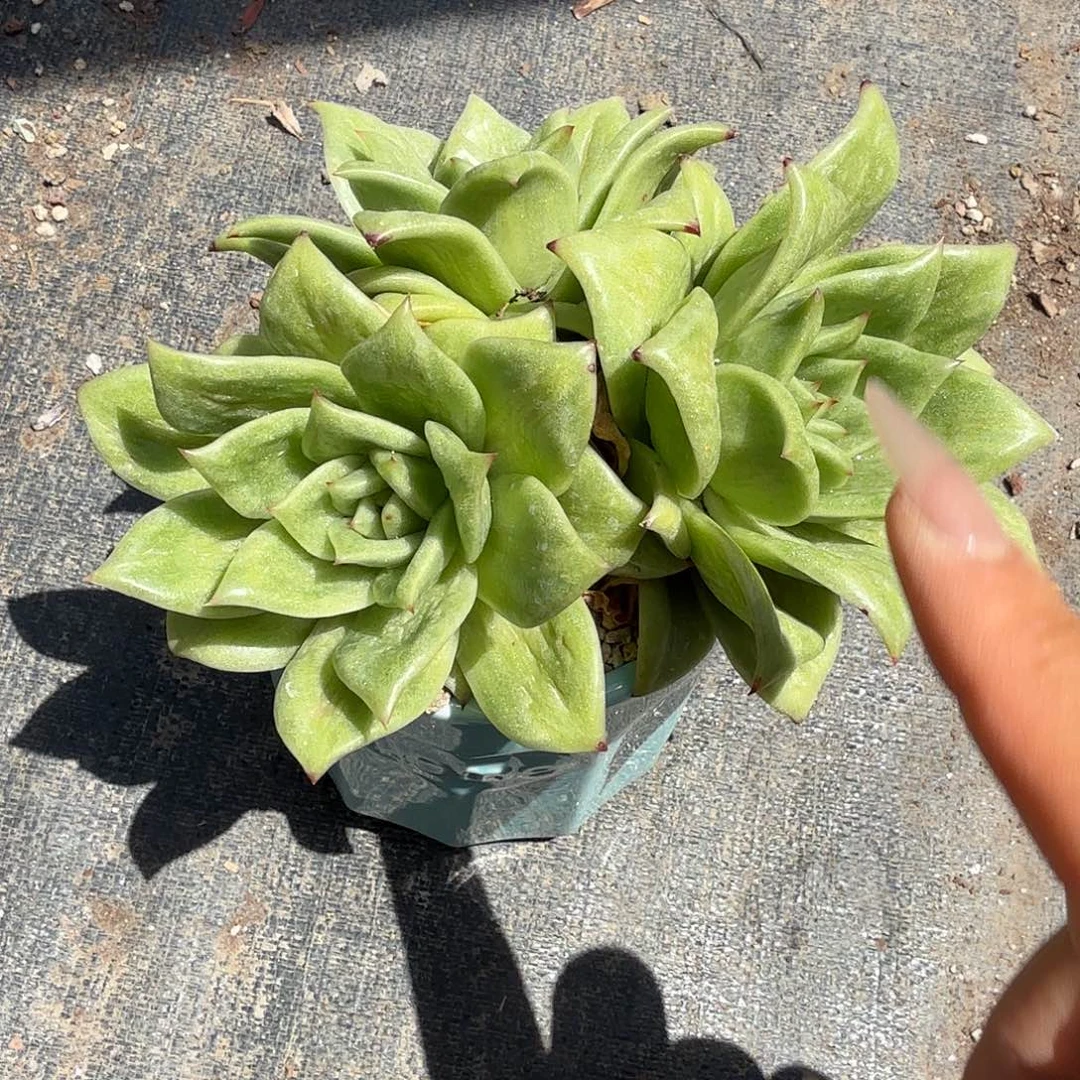 绿蔷薇玫瑰带盆多肉植物