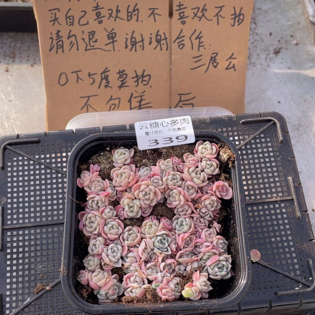 云糖心多肉植物339
