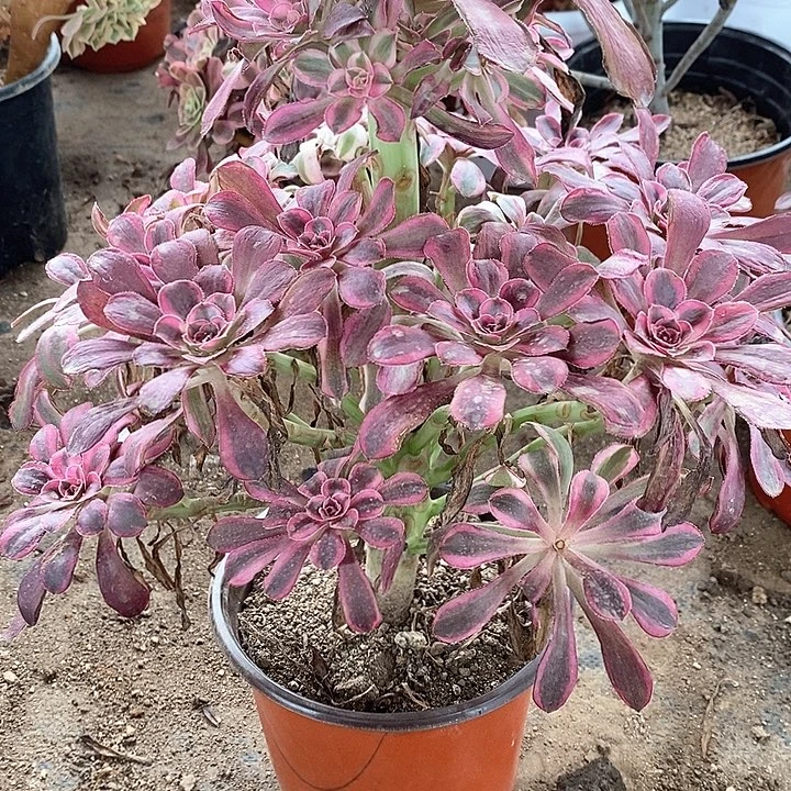 954丽娜多肉植物法师
