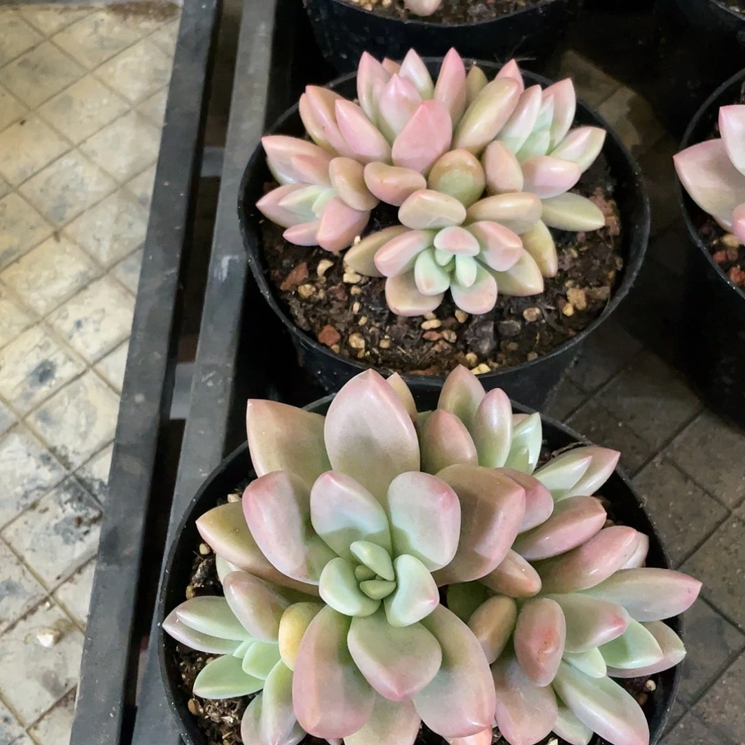 小*果多肉植物的生长发育与生长发育