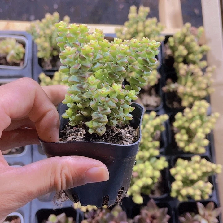 精品小米星多肉带盆土发