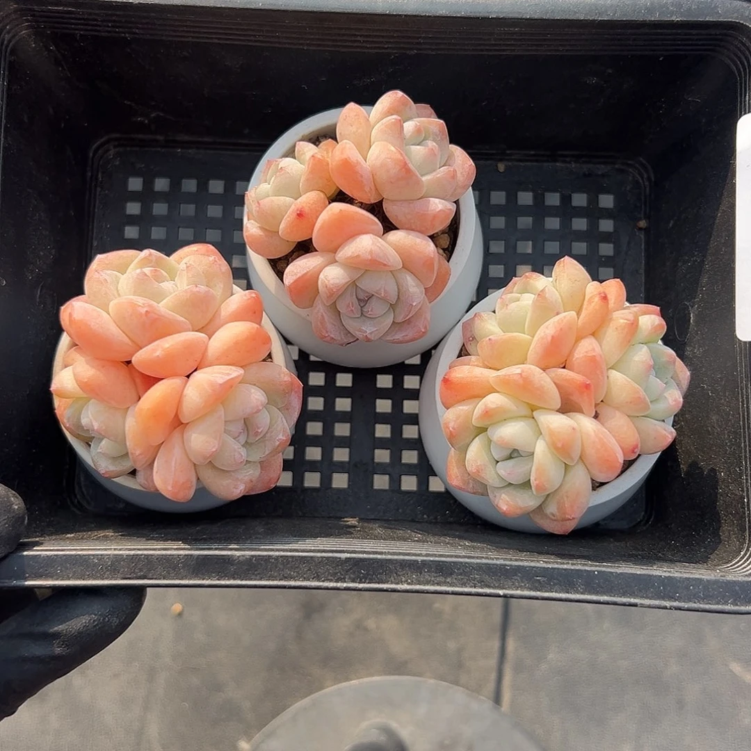 2988三个三头冰玉带盆发