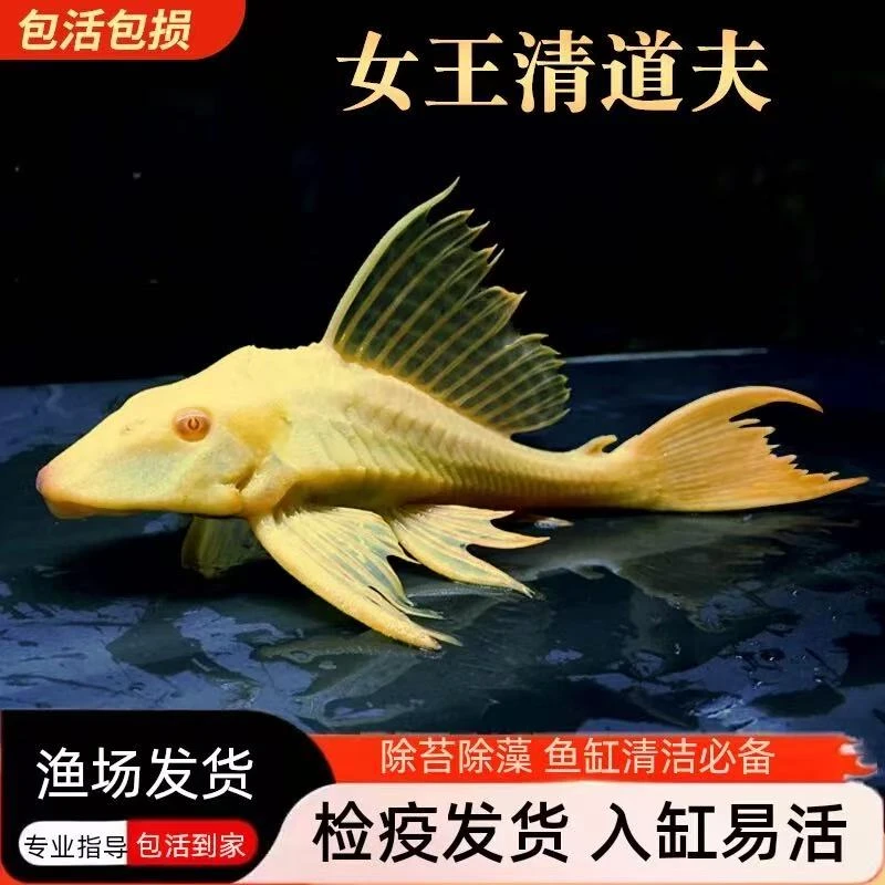 【自家渔场】黄金红眼清道夫清洁鱼除青苔褐藻不吸鱼淡水鱼缸