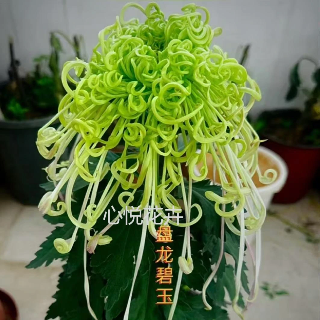 菊花苗【盘龙碧玉】 对版发货 大菊多年生盆栽地载花卉绿植