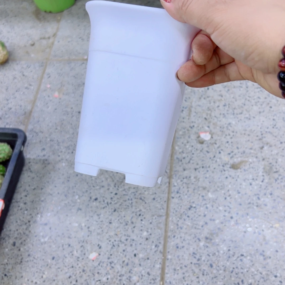 下23小白万象5个口径10高14无托盘20包邮