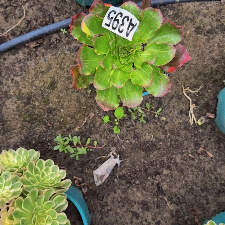 魅影七彩花30-36包邮花花