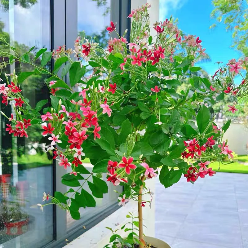 使君子耐高温 浓香花卉盆栽水君子四季植物庭院阳台花园开花好养