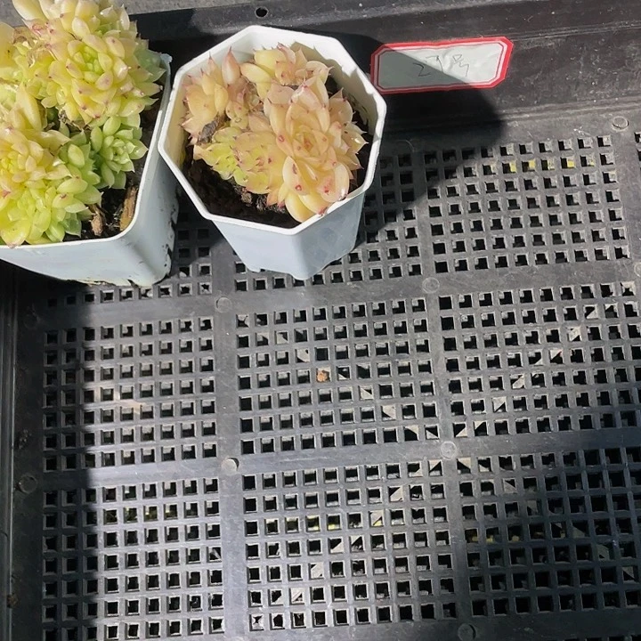 27号筐带盆土发货