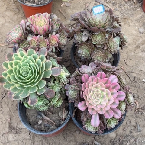 488多肉植物组合，