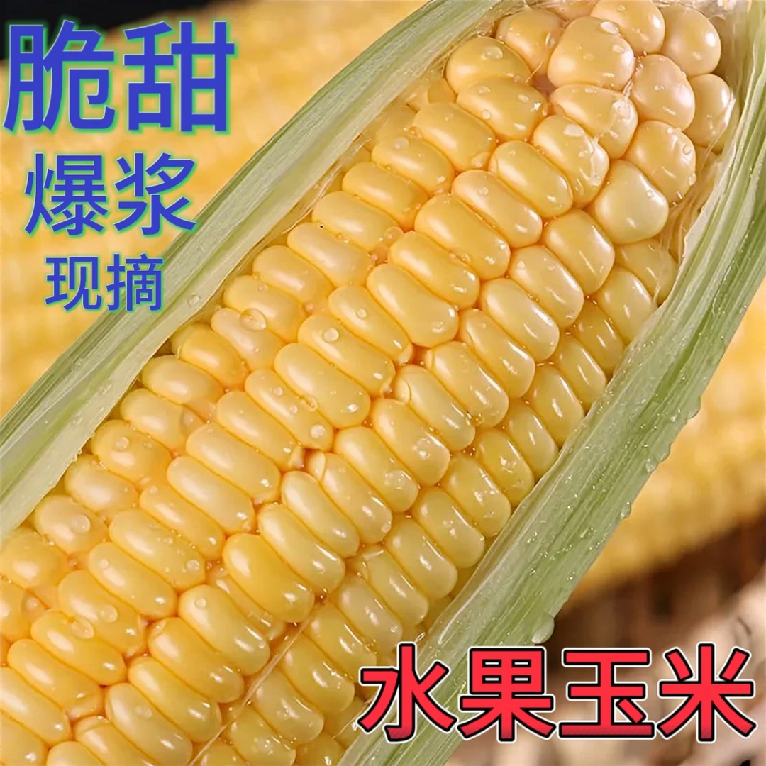 {现摘}云南露天水果玉米高山爆浆脆甜多汁新鲜蔬菜包谷棒子