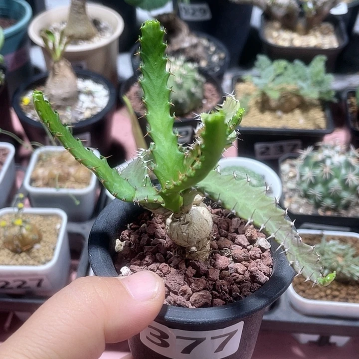 377实生飞龙大戟块根