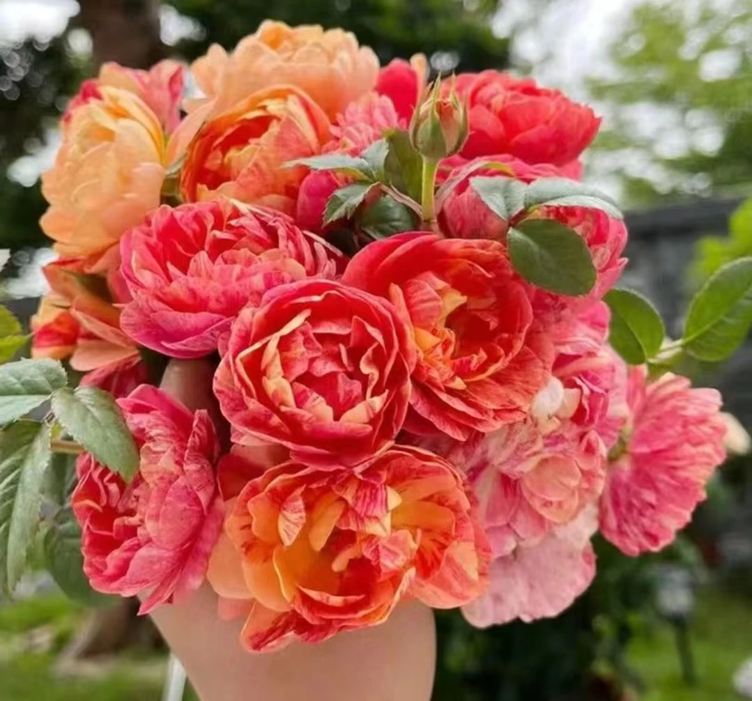 果汁飞溅月季盆栽露天种植庭院花卉