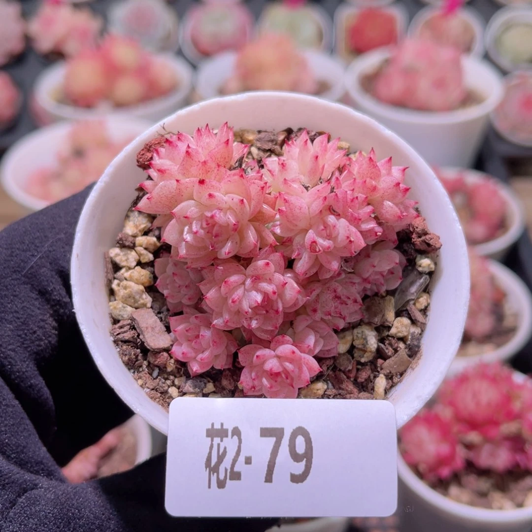 红陶花利美2-79麦秆群