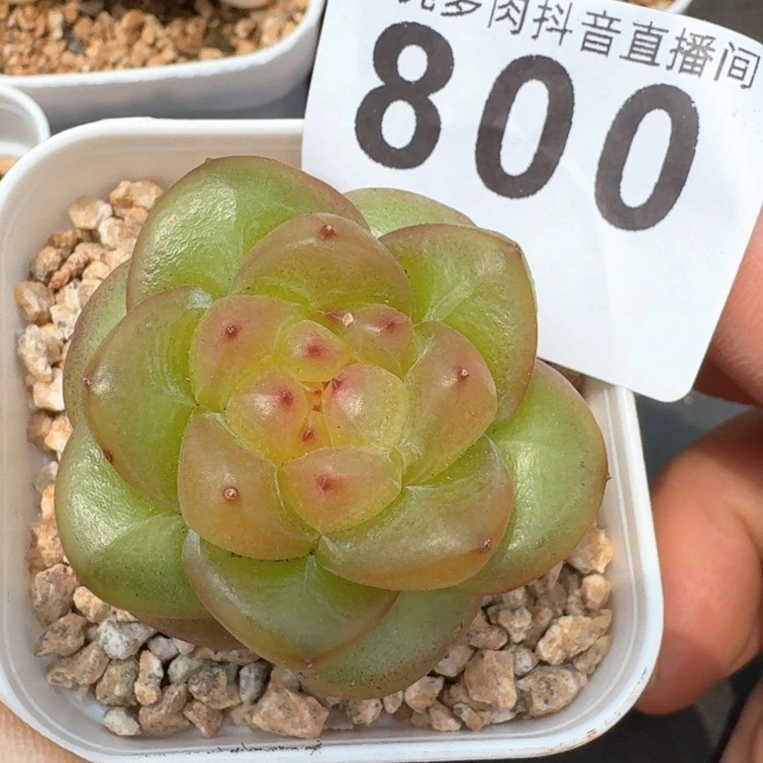 透体圆叶珍妮         多肉植物