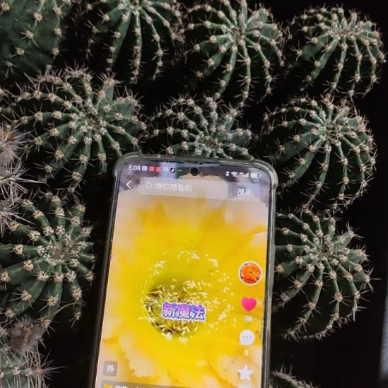 仙人球彩草新魔法侧芽