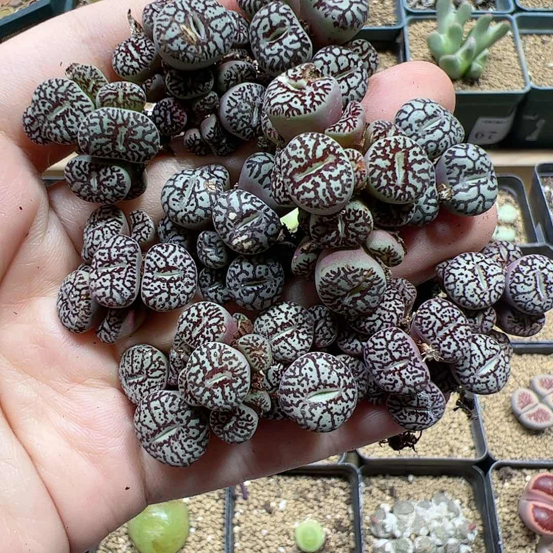【闪购商品】110 超墨