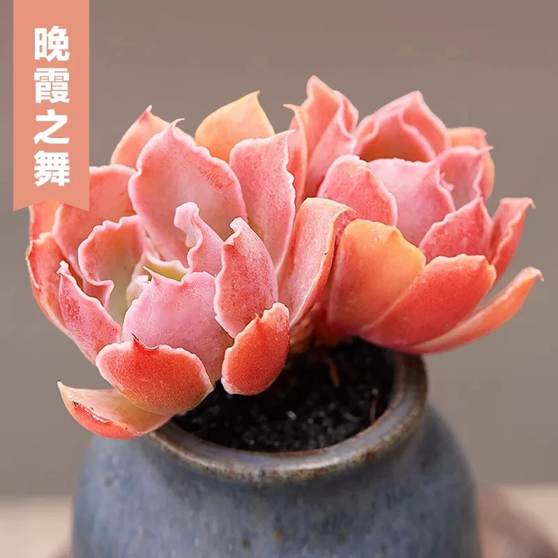 【满9.9包邮】晚霞之舞多头6.5cm盆多肉植物以直播间展示为主