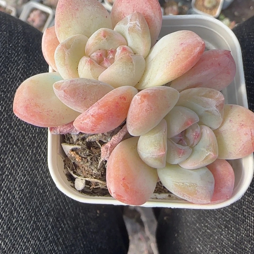 小卡拉米糖心一物一拍