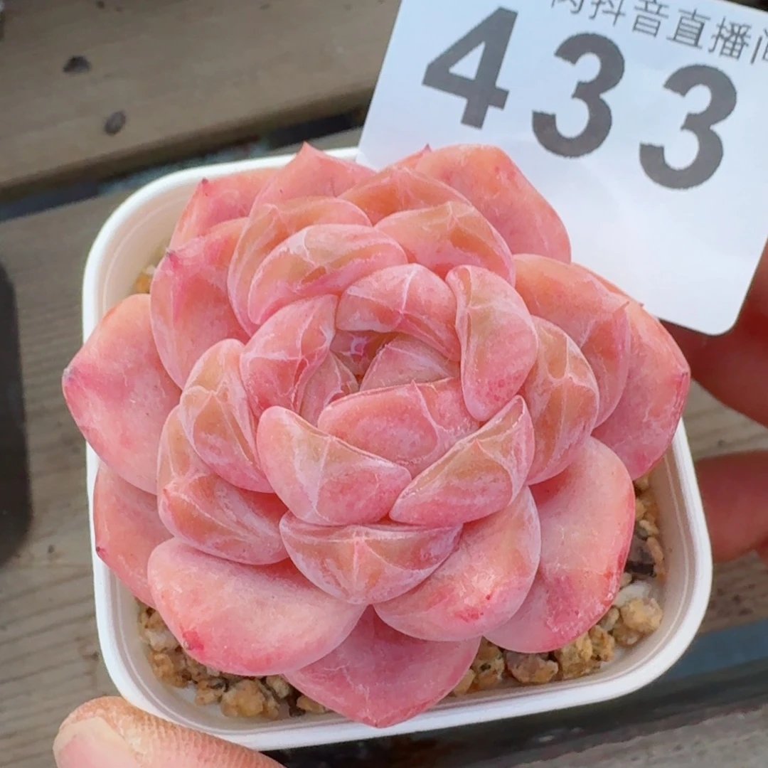 孤品福利         精品多肉