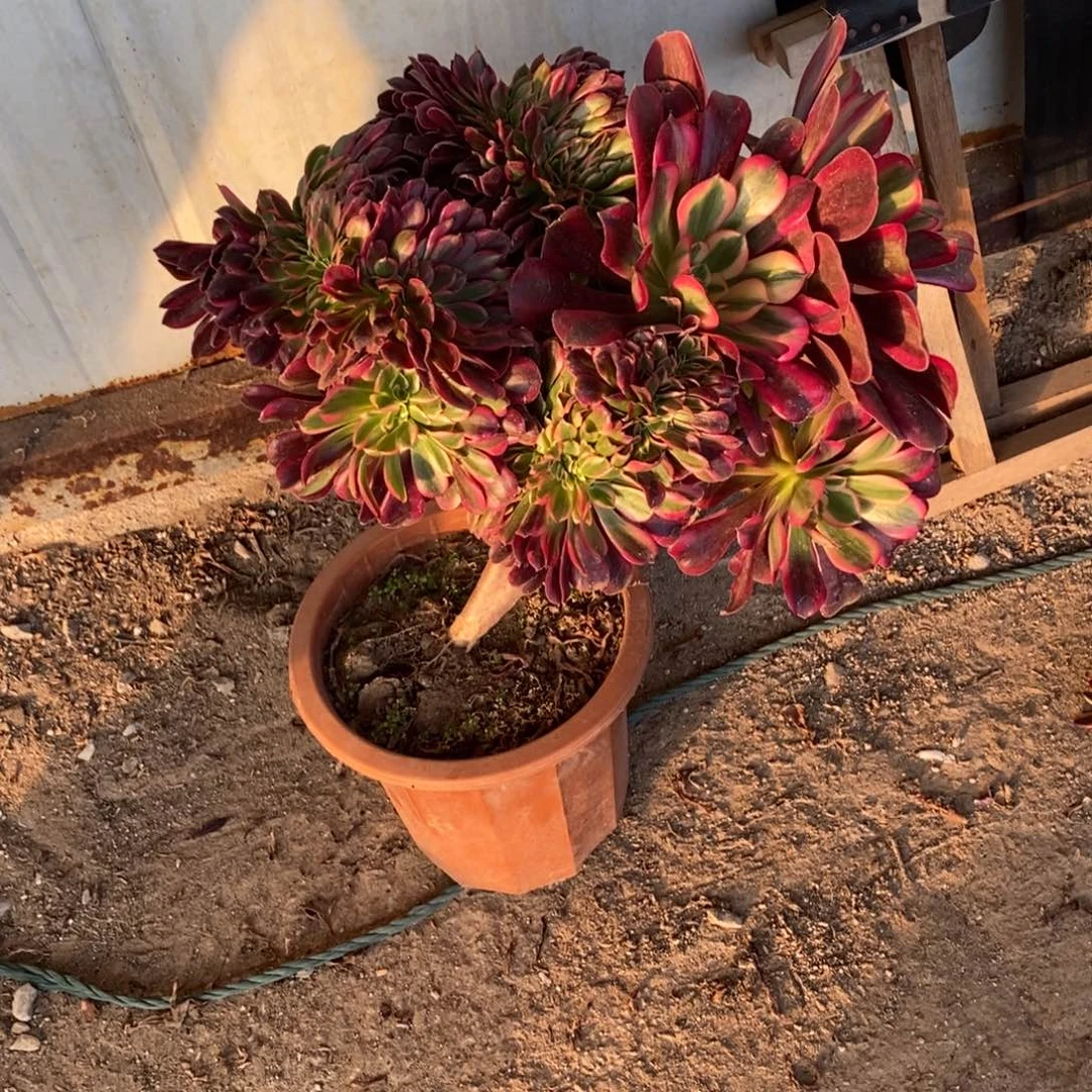 微瑕美杜莎缀化1颗10558号