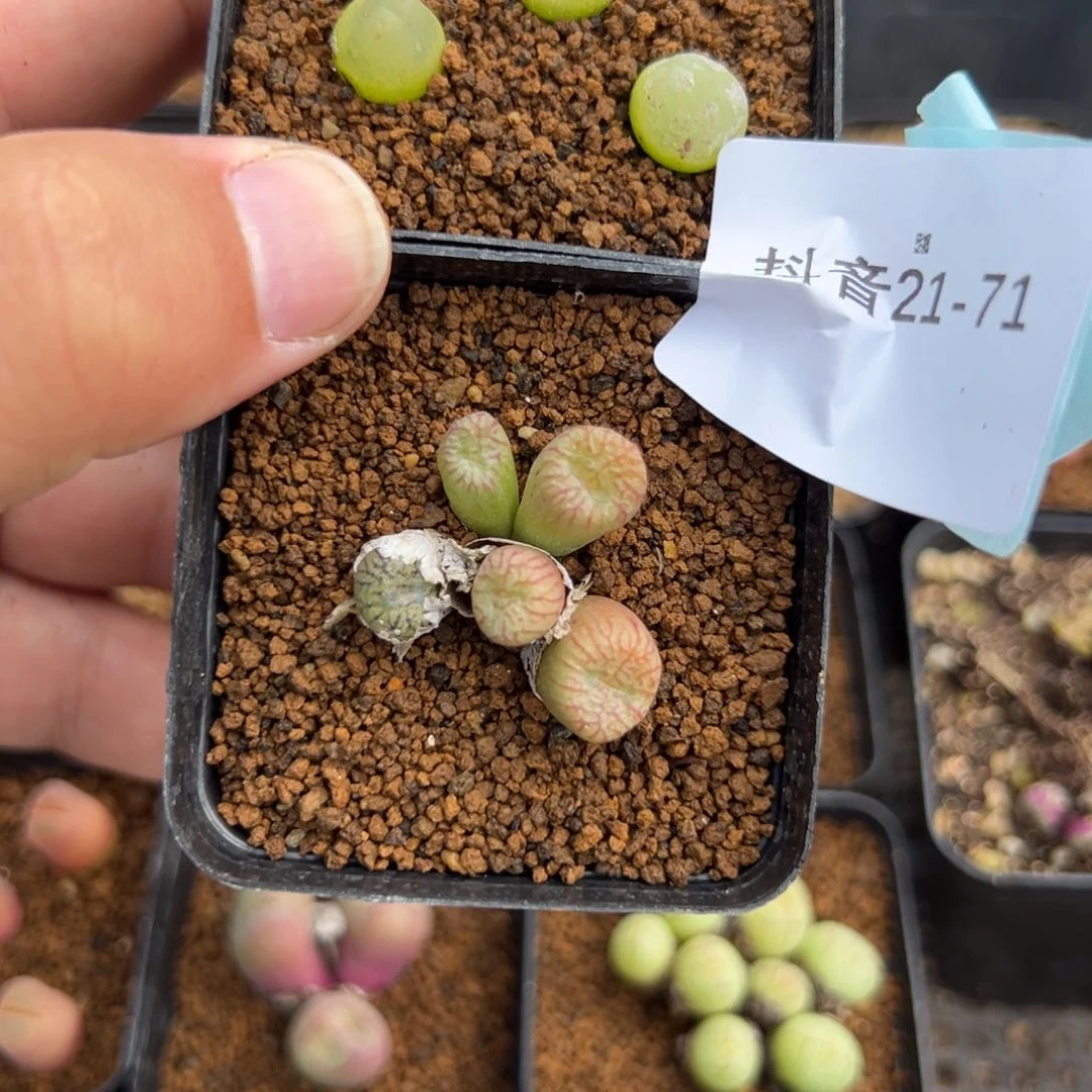 用****921-71肉锥多肉植物，