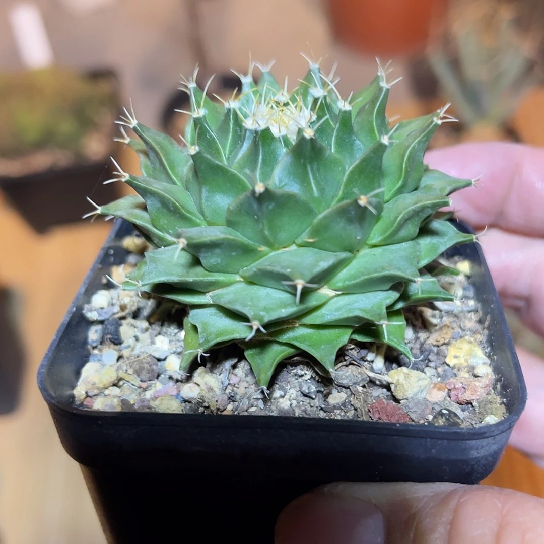 实生帝冠四大名球之一