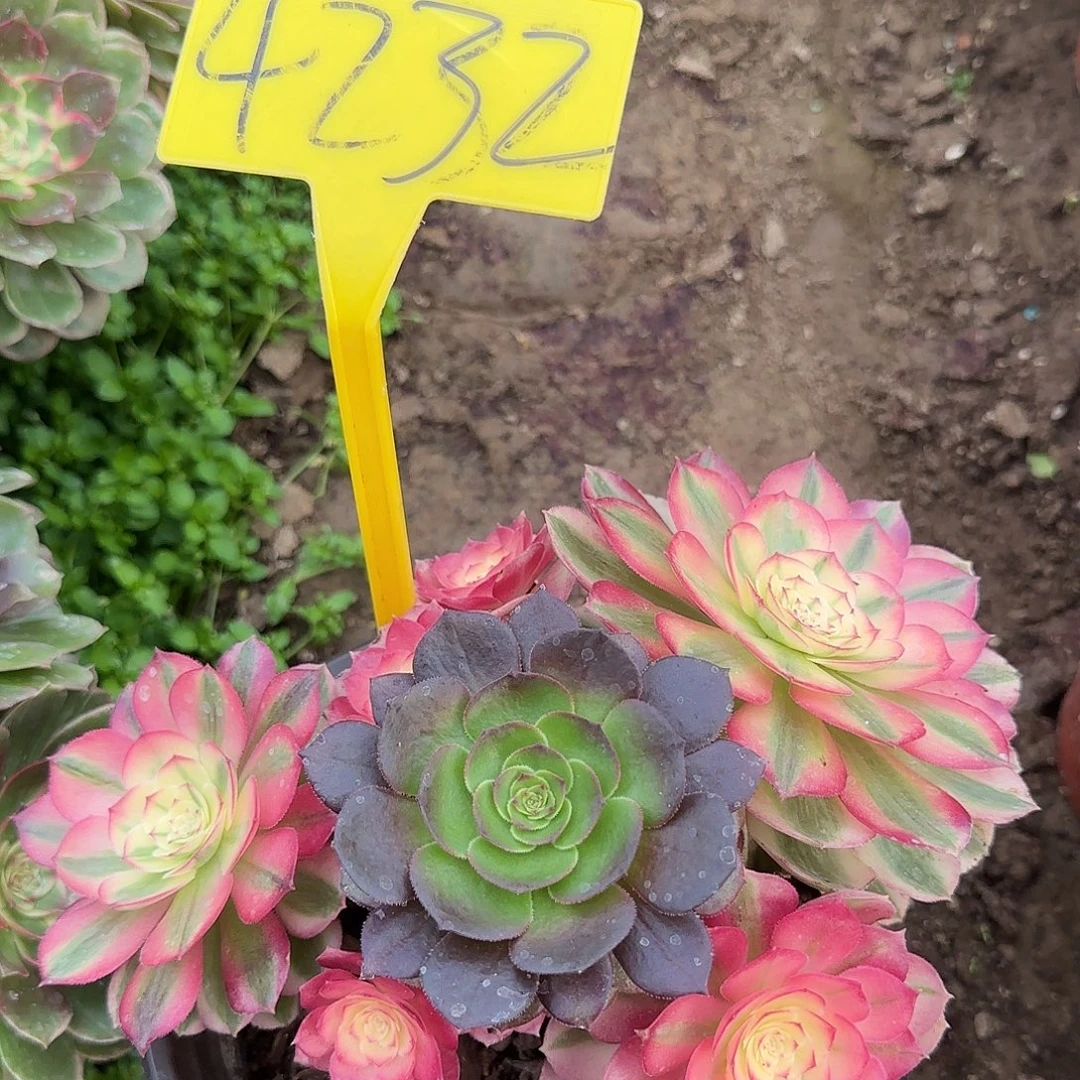 4232--+倾城多头多肉植物