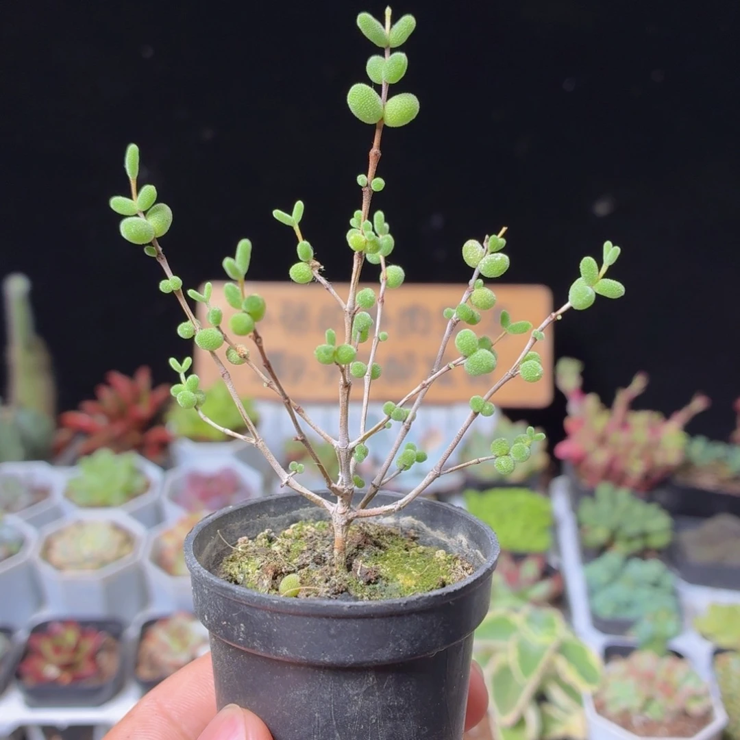 蜜橘糖球多肉9.9包邮发货