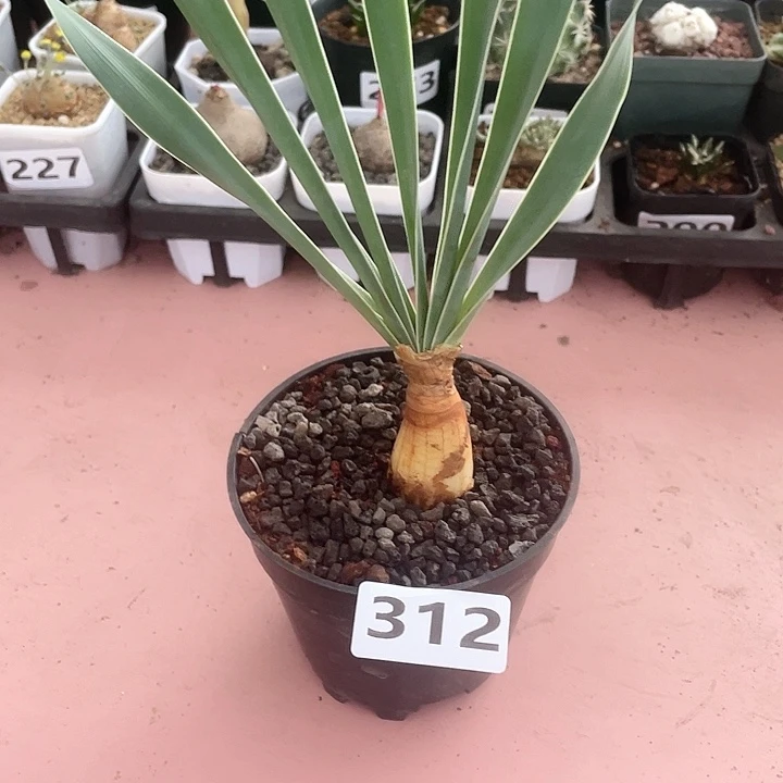 312巨凤之卵块根，