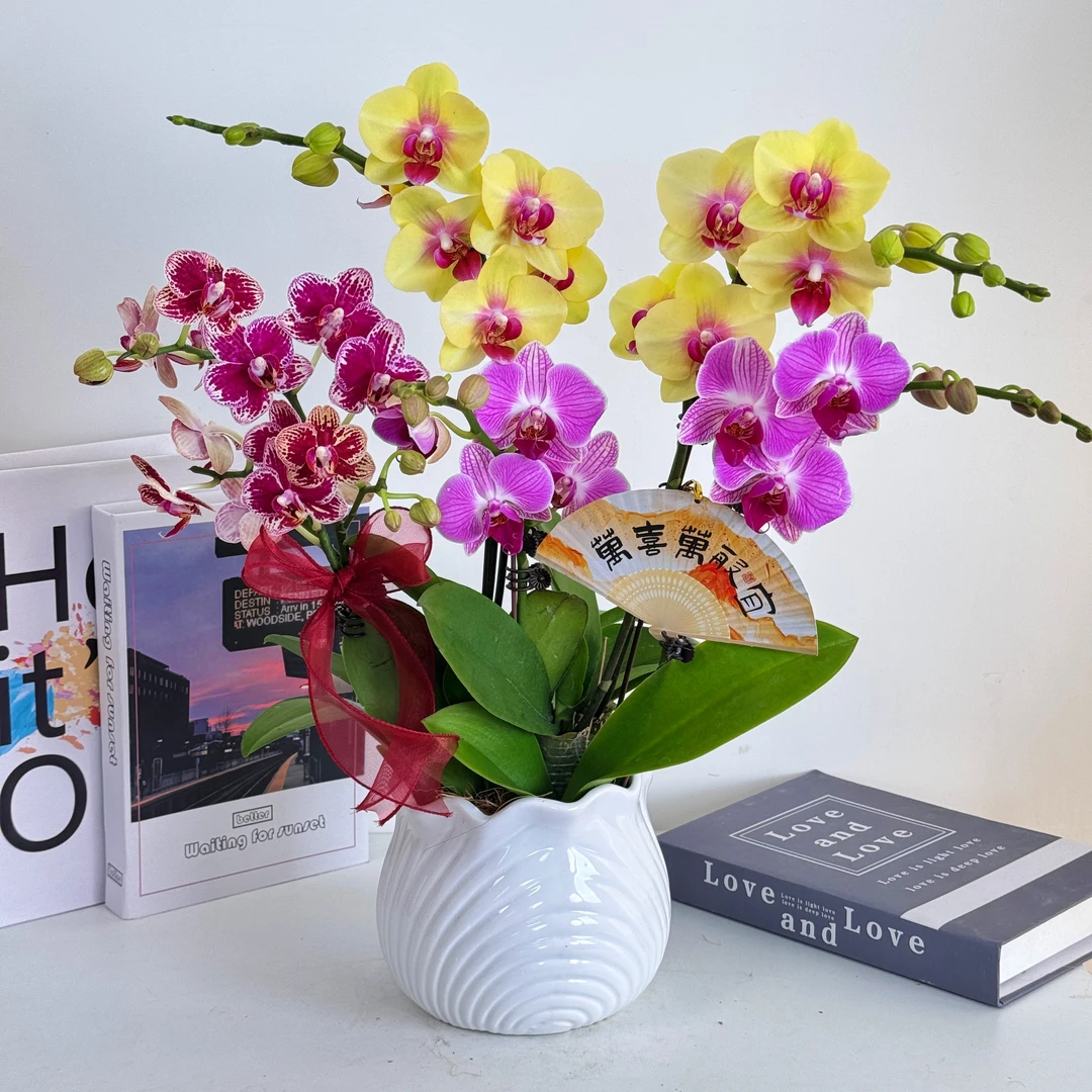 【吉祥如意】蝴蝶兰鲜花精致组盆 开花株 室内绿植 养兰基地直发