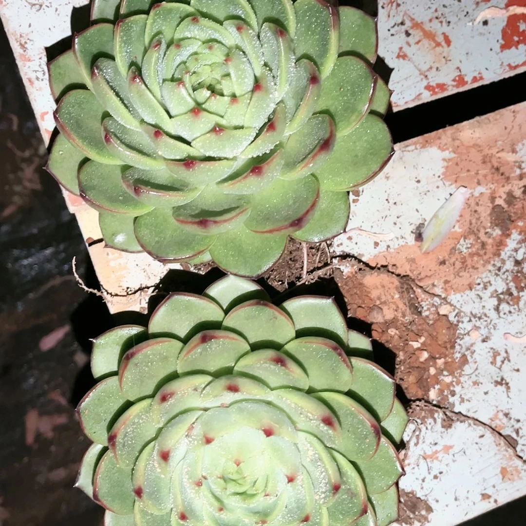 月亮石2颗9.99多肉植物