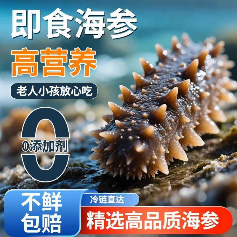 大号辽参鲜食海参新鲜刺参深海真刺参独立包装 500g/盒8-10个头装