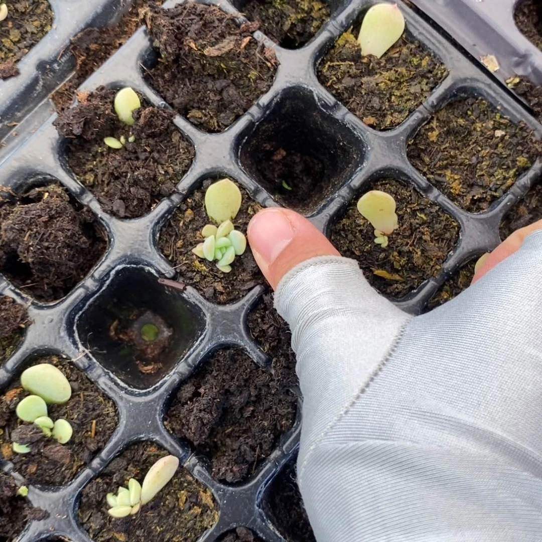 穴盘冰魄A芽苗一个多肉量拍