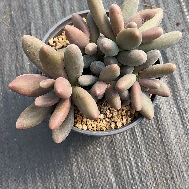 【闪购商品】糖果美人