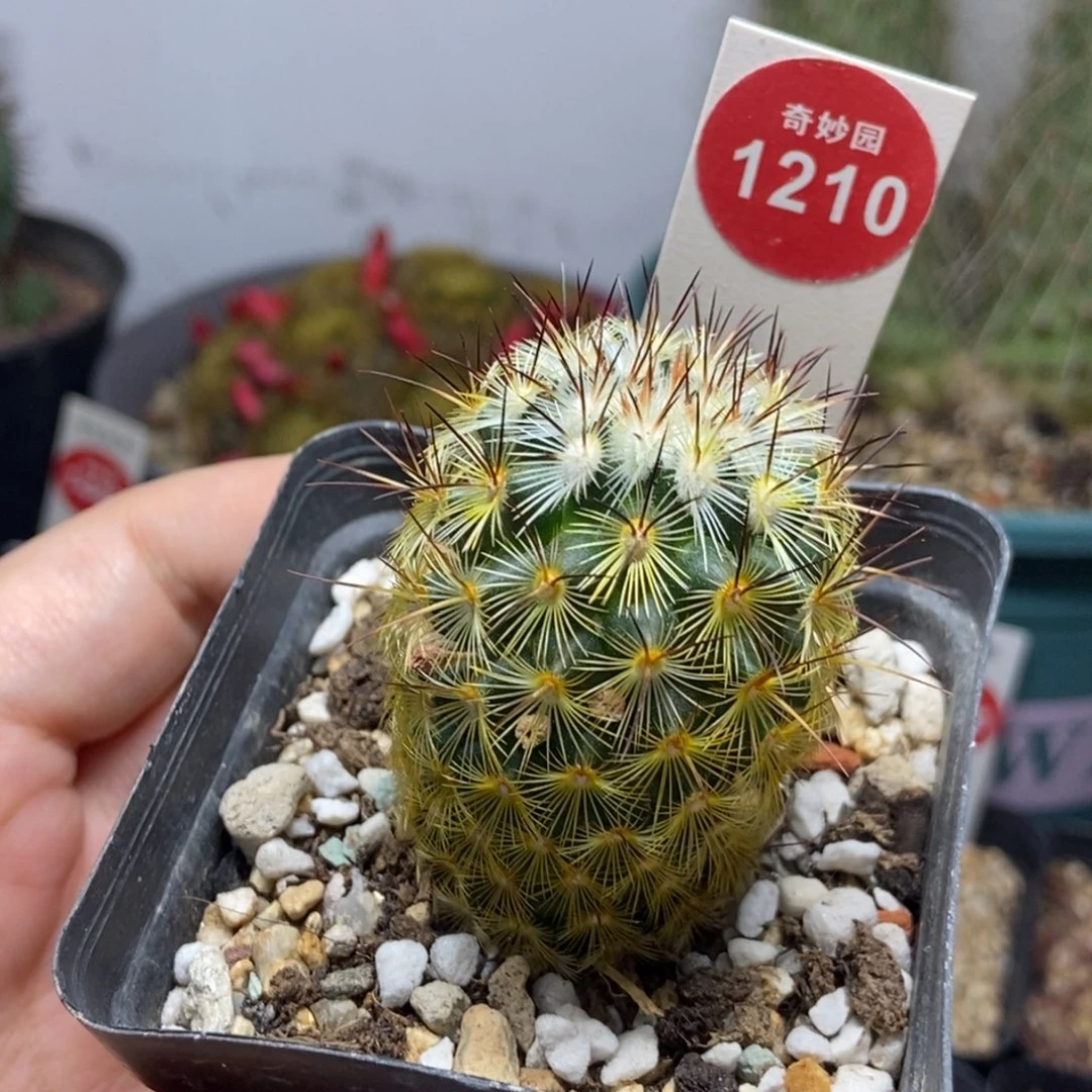 实生朝雾3.5cm一棵仙人球