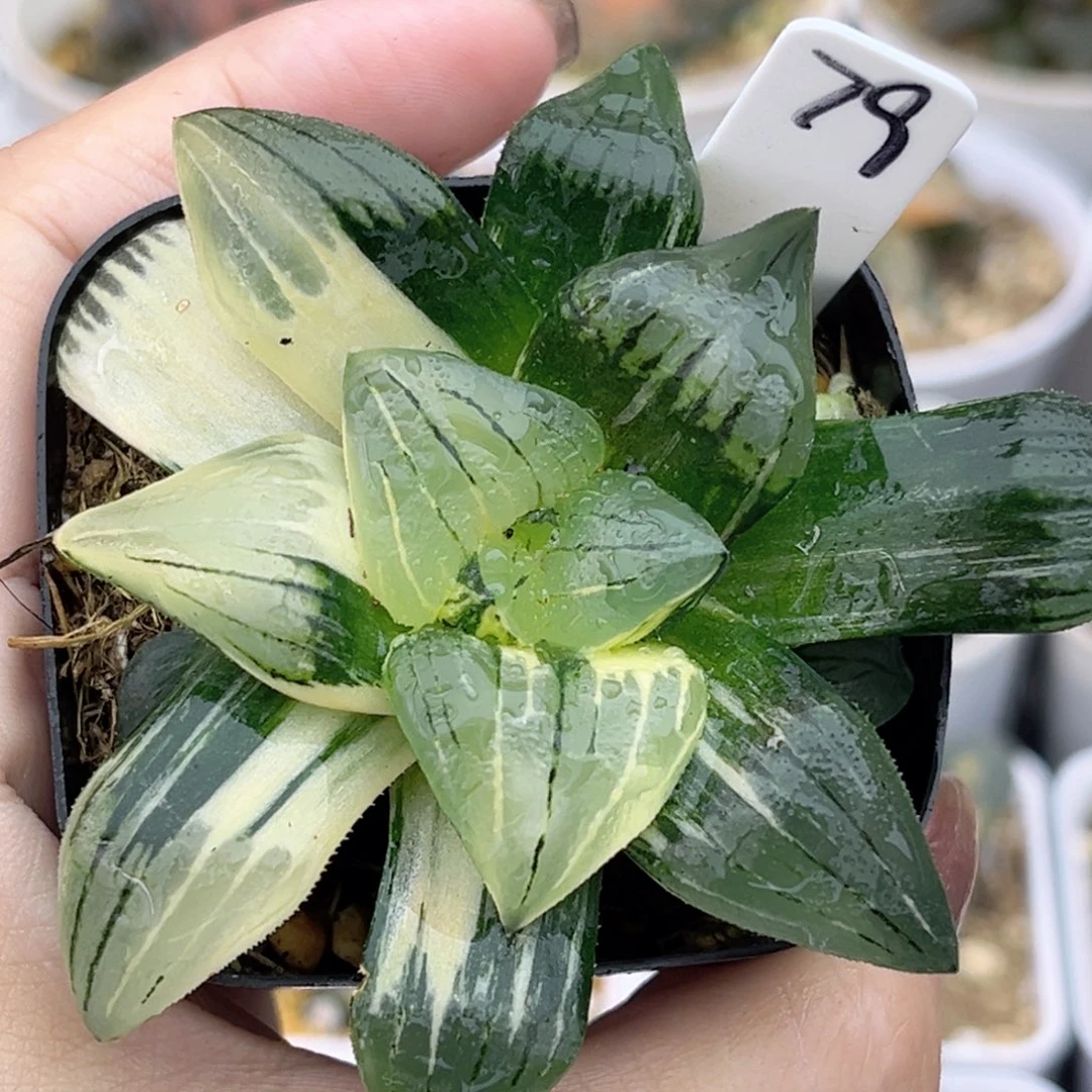 79红纹寿锦福利专场