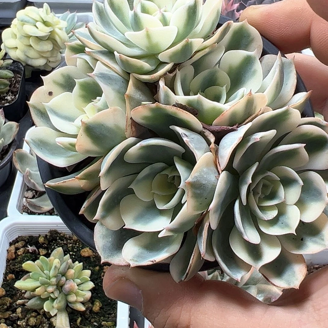 雨滴锦 一单包邮非偏远