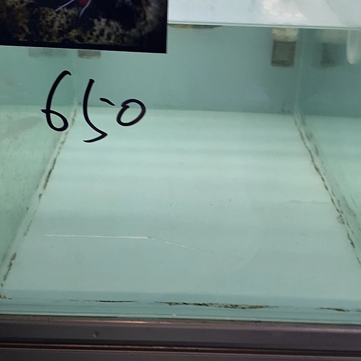 海水鱼面具虎面具虎