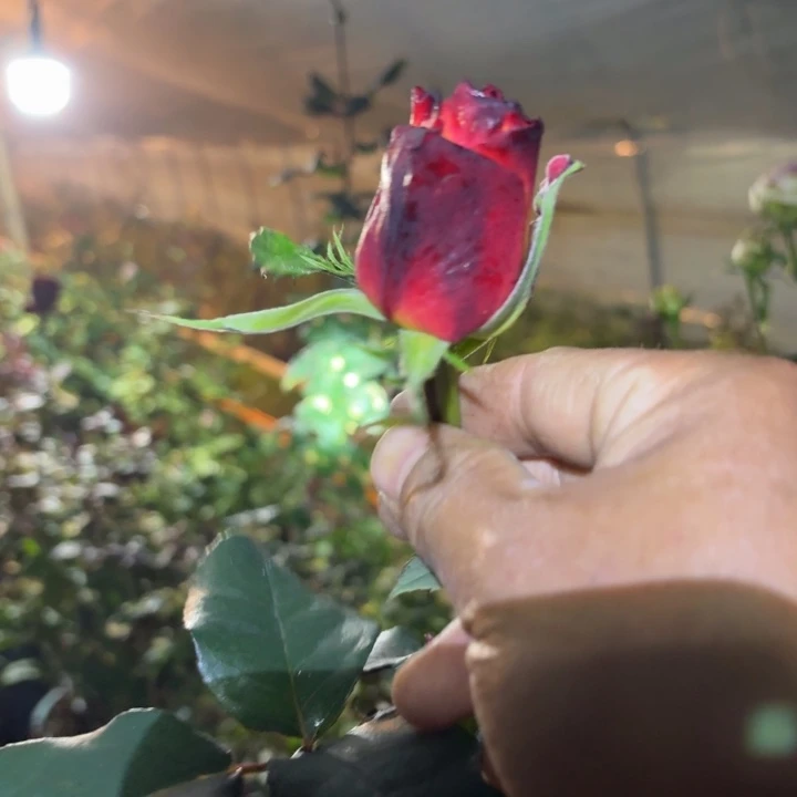 无花朵双十二福利苗