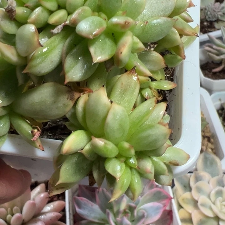 锦缀多肉植物有砍