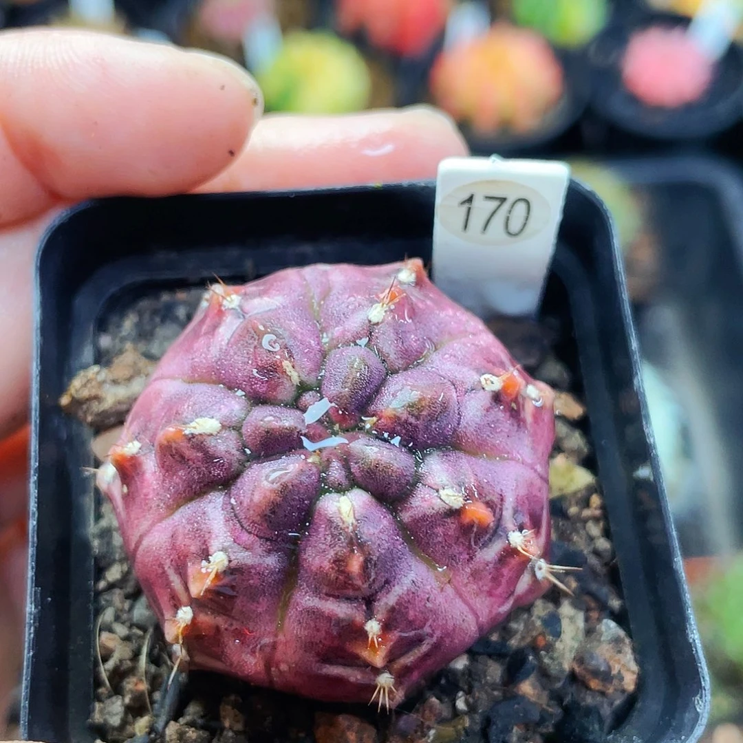 非偏远地区满25包邮仙人球裸根