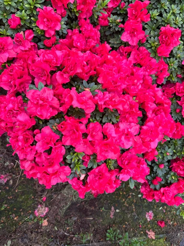 杜鹃花小桃红杜鹃杨梅红杜鹃花带花苞