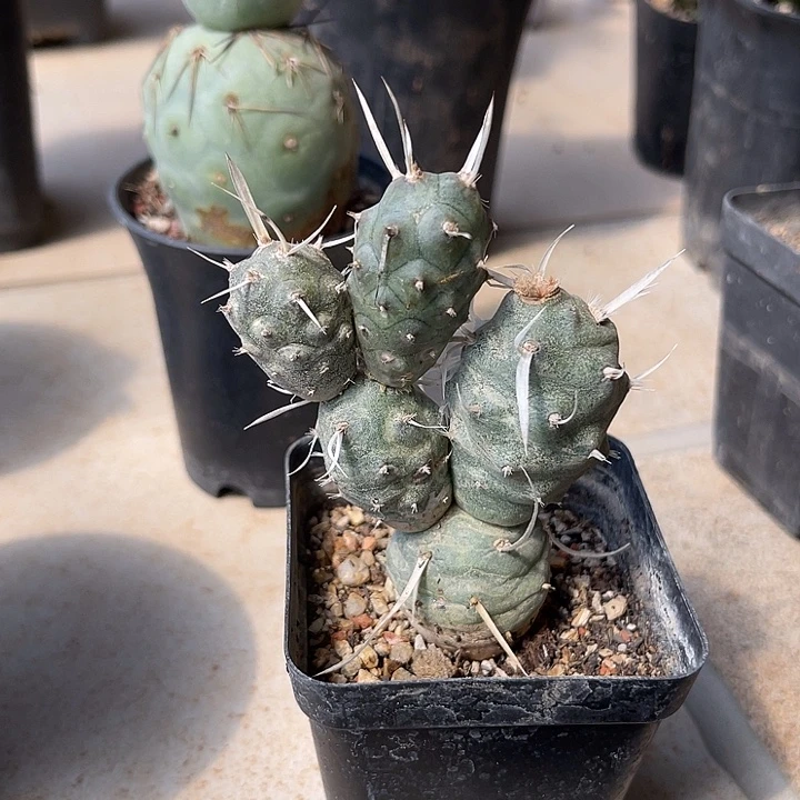 无花朵纸刺武藏野一物一拍