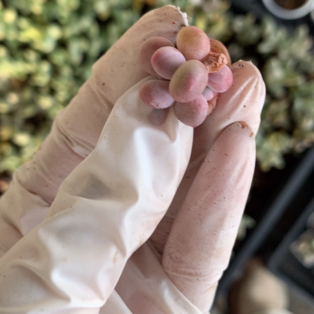 蛋黄奶酪多头蛋黄奶多肉