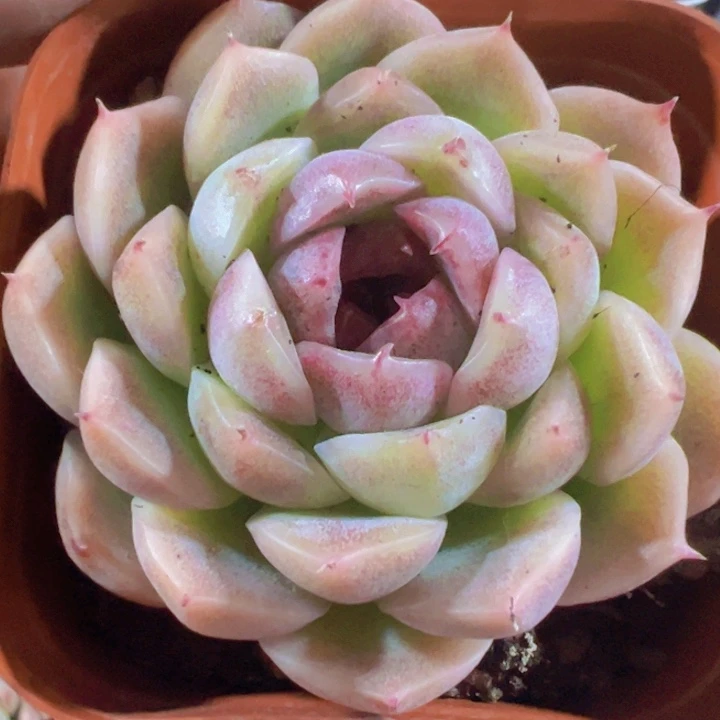 香梅精品多肉植物大战